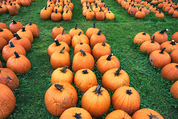 Pumpkins 2, Shultz's Farm  Michigan 2