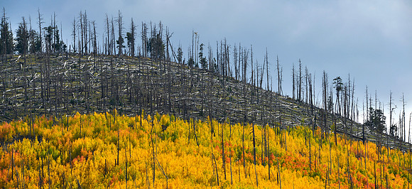 Aspens in Autumn, Hart Prairie Road 1, Flagstaff, Arizona