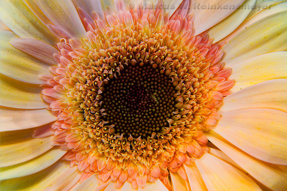 Yellow Flower 1   6 pics