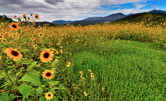 Flagstaff Sun Flowers 2