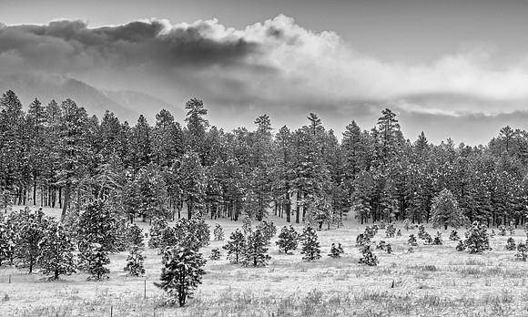 Snow Laced Meadow at Sunrise, Flagstaff AZ BW