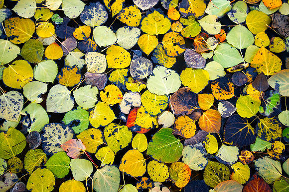 _DSC3244 web