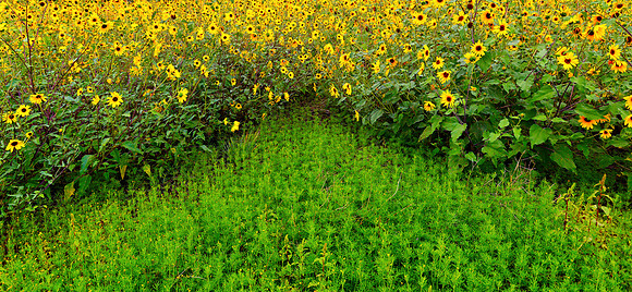 Flagstaff Sunflowers and Greenery