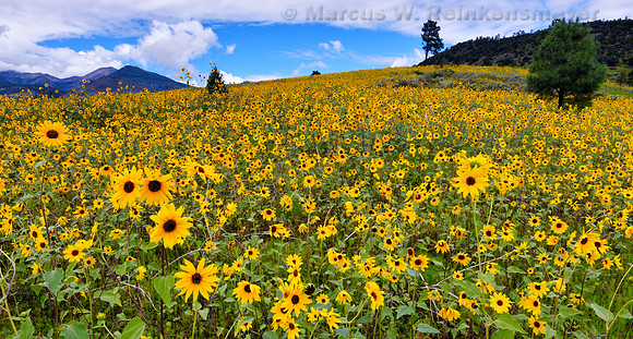 Sun Flower Covered Hillside Flagstaff pano