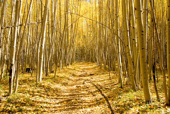 Autumn Colors, Weatherford Trail, San Francisco Peaks, Arizona