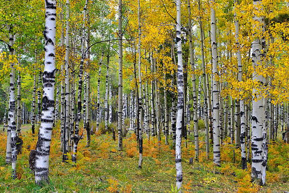 Aspen Grove 2, Hart Prairie Road, Flagstaff, Arizona