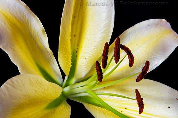 Yellow Lilly Flower 3  backed crop