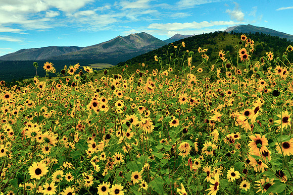 Flagstaff Sun Flowers 1
