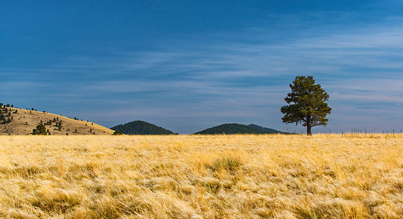 Government Prairie Lone Tree