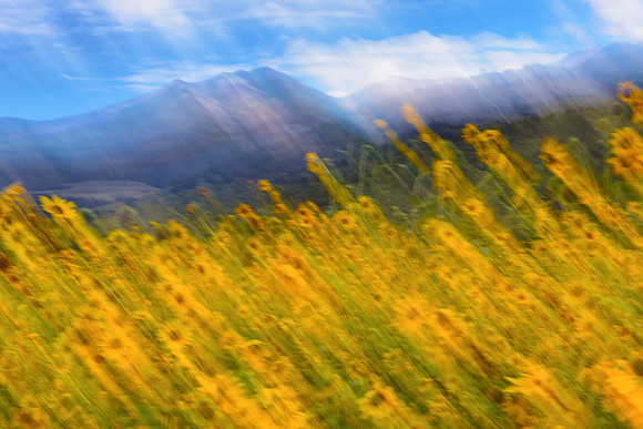 Flagstaff Sun Flowers Sweep