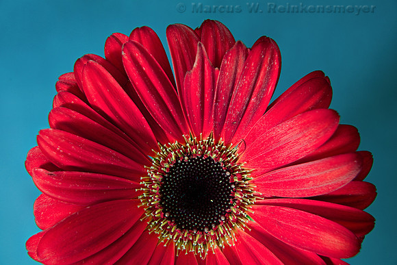 Red Flower 1   8 pics