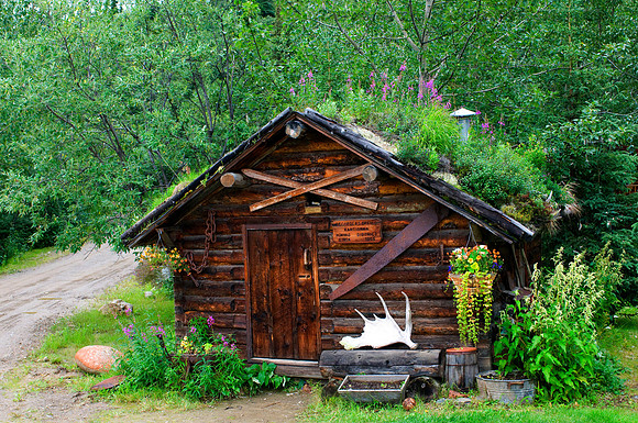 Annual flowers abound at the Kantishna Recorder's Office, a rustic log cabin located at Denali National Park and Preserve,  Alaska.