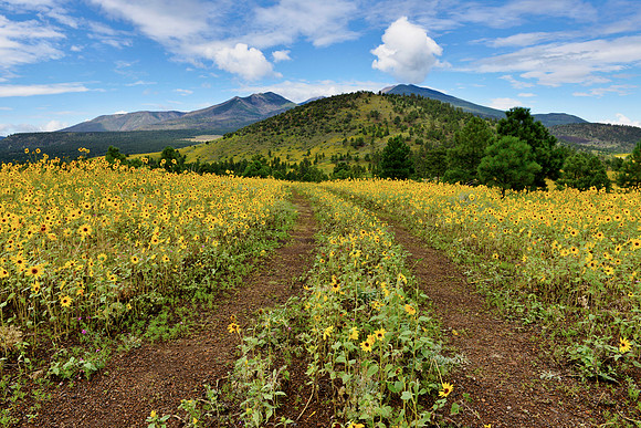 Flagstaff Sun Flowers 5