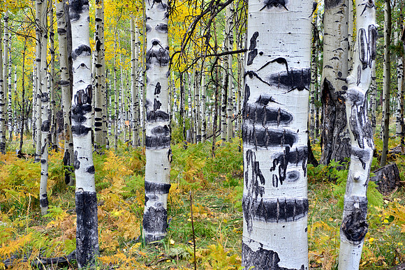 Aspen Grove, Hart Prairie Road, Flagstaff, Arizona
