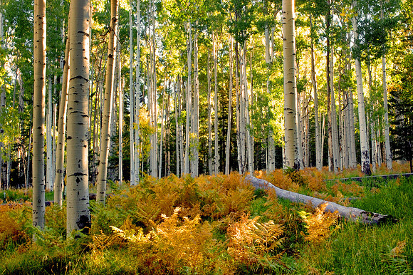 San Francisco Peaks, Snow Bowl, Flagstaff,  Arizona
