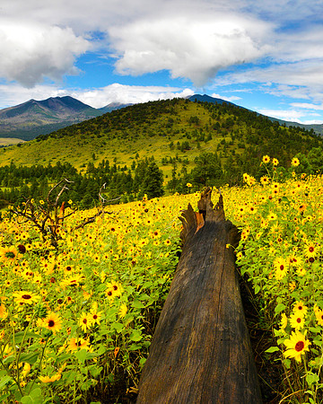 Flagstaff Fallen Log and Sun Flowers 3