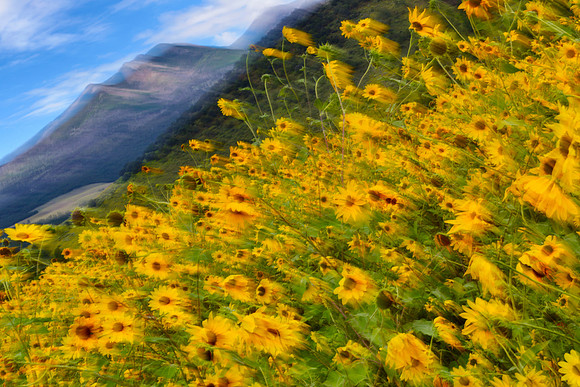 Flagstaff Sun Flowers In Motion