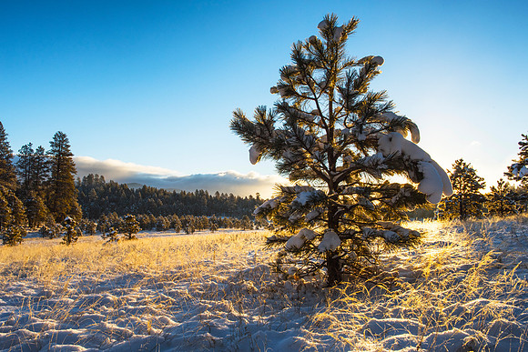Gold Gilded Evergreen in Snow Lace Meadow cropped