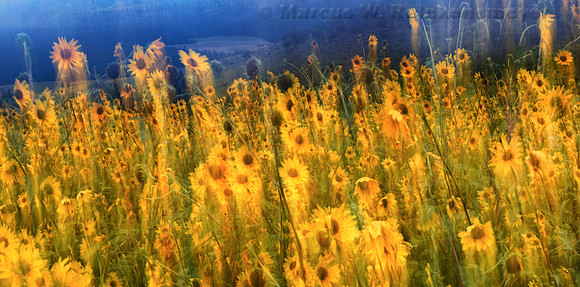 Windwept Sun Flowers