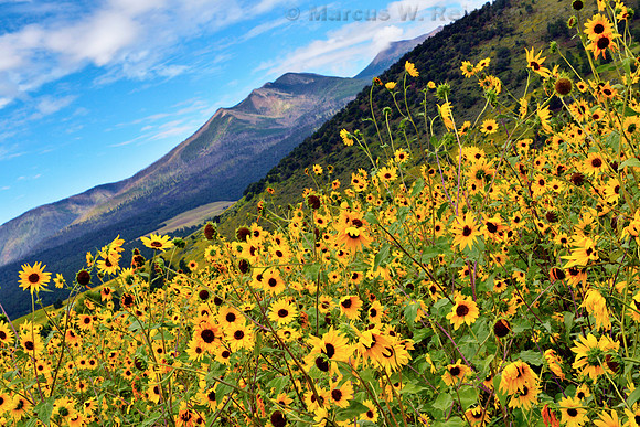 Flagstaff Sun Flowers and Mountain Tipped Horizon