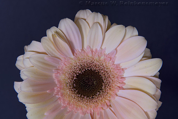 Yellow Flower Crop   7 pics