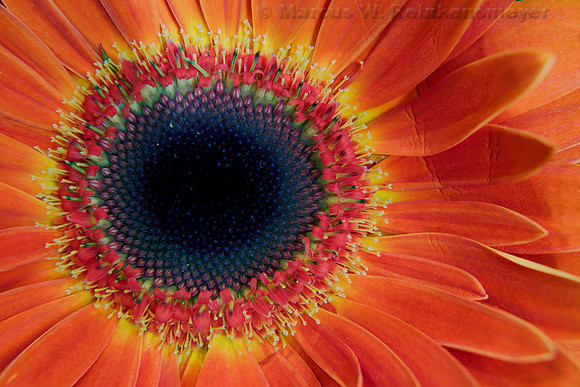 Orange Flower 1   7 pics