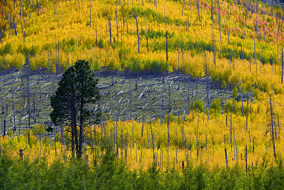 Aspens in Autumn, Hart Prairie Road 3, Flagstaff, Arizona