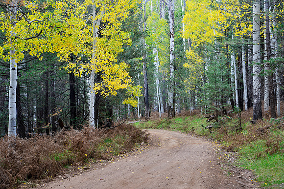 Hart Prarie Road in Early Autumn, Flagstaff