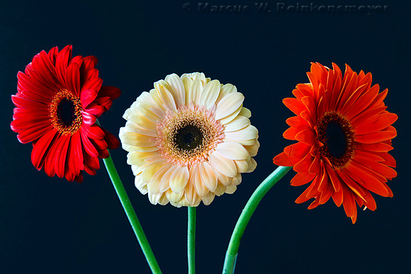 Three Flowers 1