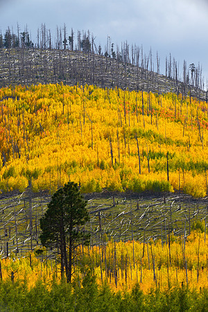 Aspens in Autumn, Hart Prairie Road 2,  Flagstaff, Arizona