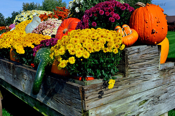Weathered wagon with bountiful autumn harvest, including vegetables and flowers. Kalamazoo, Michigan.