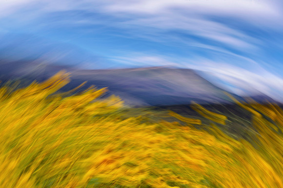 Flagstaff Sun Flowers and Mountain Streaked
