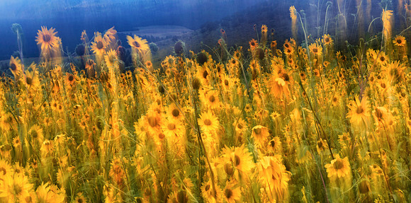 Windwept Sun Flowers