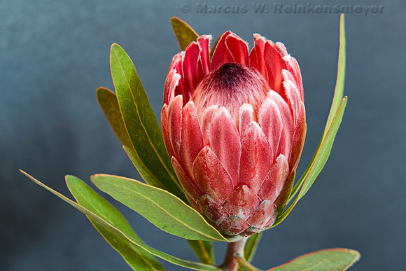 Flower 1   7 pics