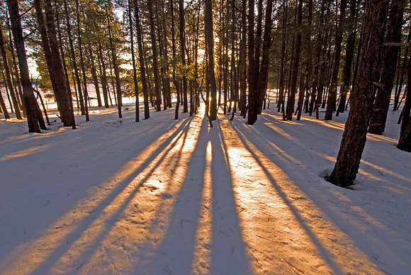 Long Shadows, Coconino National Park, Kendrick Park, Arizona