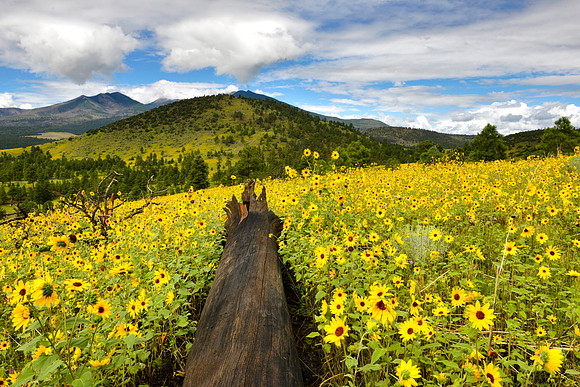 Flagstaff Fallen Log and Sun Flowers 2