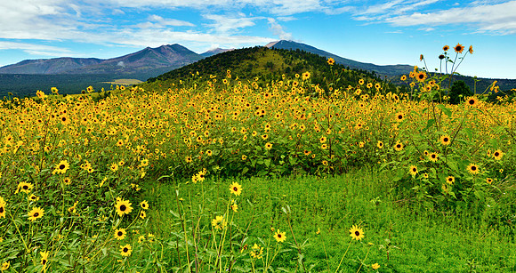 Flagstaff Sun Flowers 3 pano