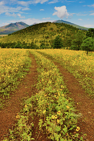 Flagstaff Sun Flowers 4