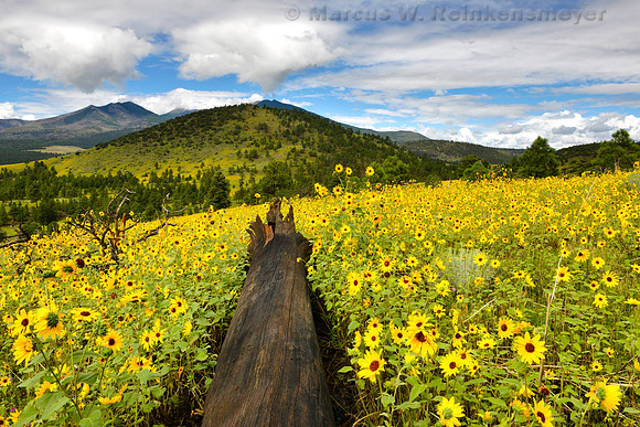 Flagstaff Fallen Log and Sun Flowers 2