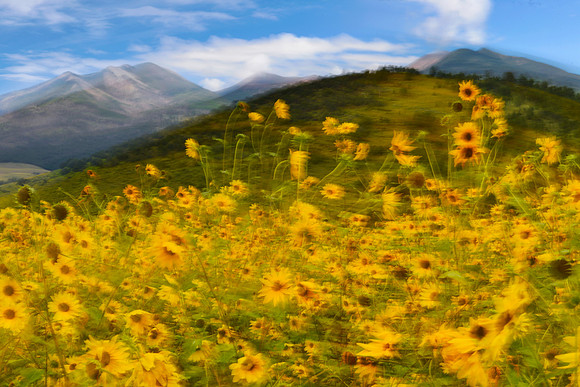 Flagstaff Sun Flowers Whirl