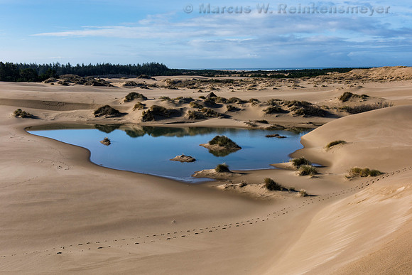 Oasis Oregon Dunes National Recreation Area John Dellenback Dunes Trail 2