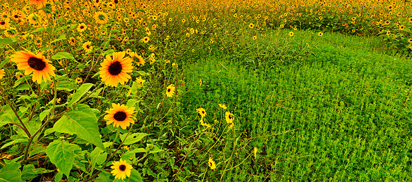 Flagstaff Sun Flowers 2 pano