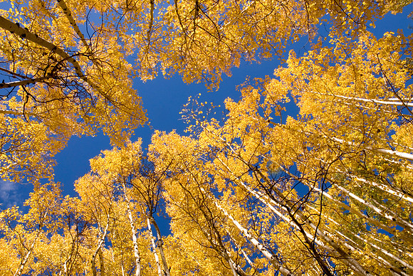 Autumn Colors, Weatherford Trail, San Francisco Peaks, Arizona