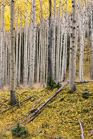 Autumn Apsens 4, San Francisco Peaks, Flagstaff 1
