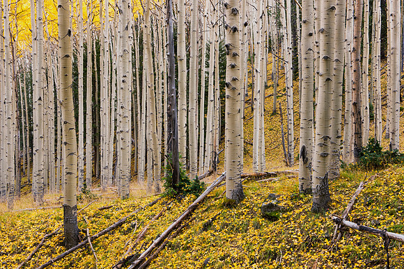 Autumn Apsens 2, San Francisco Peaks, Flagstaff 1