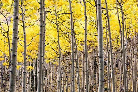 Autumn Apsens 5, San Francisco Peaks, Flagstaff