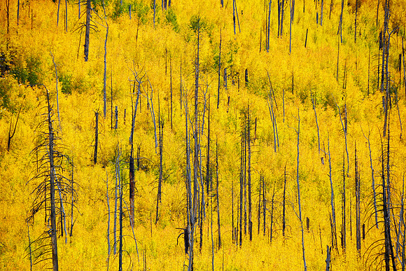 Aspens in Autumn, Hart Prairie Road 5, Flagstaff, Arizona