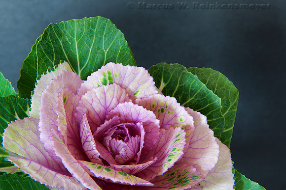 Lettuce Flower 1  6 pics