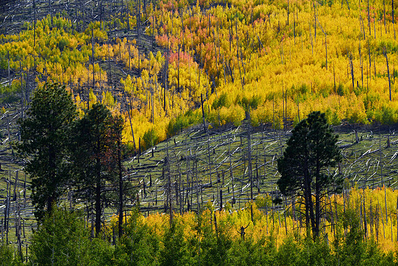 Aspens in Autumn, Hart Prairie Road, Flagstaff, Arizona
