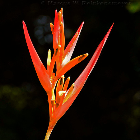 Orange Bird of Paradise flower at the Garden of Eden, located on Maui island, Hawaii.